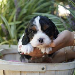 Porter - Tri-color male Cavalier King Charles Spaniel puppy in Lula, Georgia from Cavaliers by Crumley