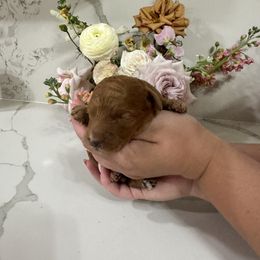 Girl 1 - Red  female Goldendoodle puppy in Sacramento, California from Goldendoodlesca