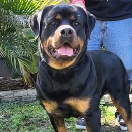 Zeta - Rottweiler