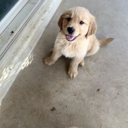 Golden Retriever Puppies from Sunshine Mountain Retrievers