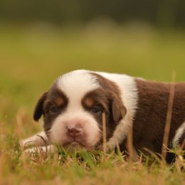 Benny - Red tri male Miniature Australian Shepherd puppy in Hartman, Arkansas from Southern Edition Aussies