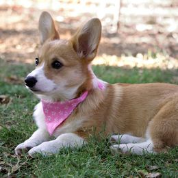 Pembroke Welsh Corgi All Grown Up from G.G.'s Corgis
