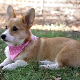 Pembroke Welsh Corgi All Grown Up from G.G.'s Corgis