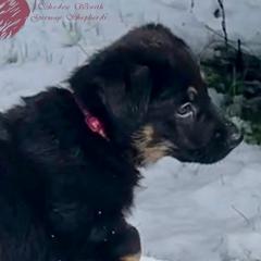 German Shepherd Puppies from Shadow Wraith German Shepherds