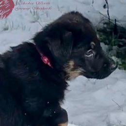 German Shepherd Puppies from Shadow Wraith German Shepherds