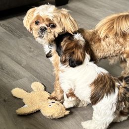 Shih Tzus from Donna rooks