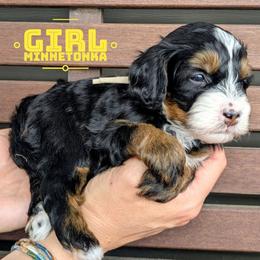 Minnetonka - Tri-color female Bernedoodle puppy in Cambridge, Minnesota from Country Meadow Doodles