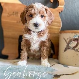 Seahorse - Apricot female Goldendoodle puppy in Garden Grove, California from Sunkissed Doodles