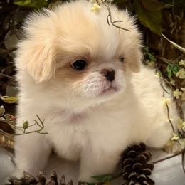 Oakley - Lemon and white male Japanese Chin puppy in Davisville, Missouri from Uniquely Yours, Shelly’s Japanese Chins
