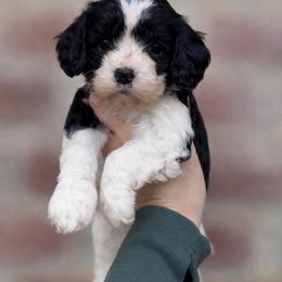 Riley (Purple collar) - Black and white female Cavapoo puppy in Sacramento, California from Lipscomb Doodles