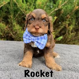 Rocket - Chocolate male Australian Labradoodle puppy in Mason, Michigan from Monarch Labradoodles