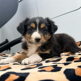 Cobia - Black tri female Miniature Australian Shepherd puppy in Lakeport, California from Akins Aussies/Wild Rose Ranch