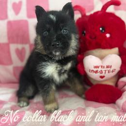 No collar - Black and tan male German Shepherd puppy in Canterbury, Connecticut from Nachtwaechter German Shepherds, LLC