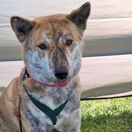 Jindos from YooShin Kennels