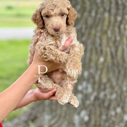 Australian Labradoodle and Bernedoodle Puppies from The Poodle Co. Raising Doodles & Poodles