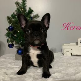 French Bulldog Puppies from Gotts Frenchies