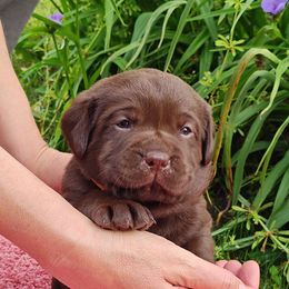 Labrador Retriever Puppies from Creek's Edge Labradors