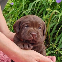 Labrador Retriever Puppies from Creek's Edge Labradors