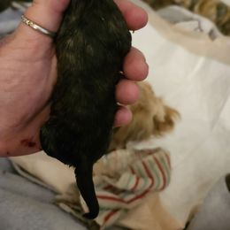 Sable - Brindle and white Shih Tzu puppy in Cook County, Illinois from My Tzu Crew