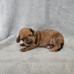 Ivy - Dapple female Dachshund puppy in Florence, Arizona from Doxie Town Az