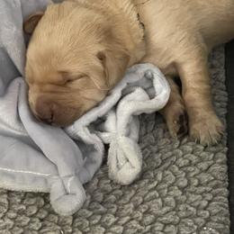Labrador Retriever Puppies from Crout Kennels