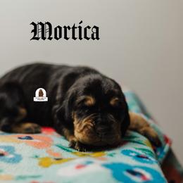 Morticia - Black and tan female Bloodhound puppy in Wamego, Kansas from Flint Hills Hounds