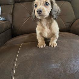 Lemon - Cream female Dachshund puppy in Corona, California from ChezBeale
