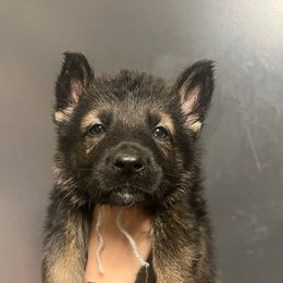 Jango (grey collar) - Sable male German Shepherd puppy in Jerusalem, Arkansas from Sudenblick German Shepherds