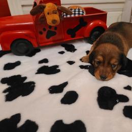 Dachshund Puppies from Belinda's little darlings dachshunds