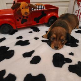 Dachshund Puppies from Belinda's little darlings dachshunds