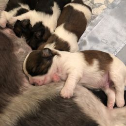 Shih Tzu Puppies from Irish Eyes ShihTzu