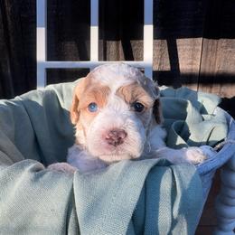 York - Parti male Goldendoodle puppy in Etna, California from SRS Goldendoodles