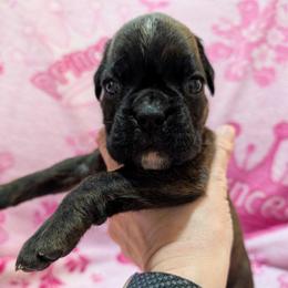 Agi - Brindle female Boxer puppy in Campbellsville, Kentucky from Bellbox German Boxers