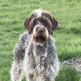 Sagebrush - Wirehaired Pointing Griffon