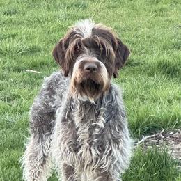 Sagebrush - Wirehaired Pointing Griffon
