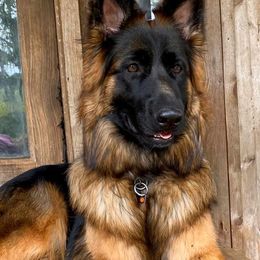 German Shepherd Puppies from Goldkuste German Shepherds