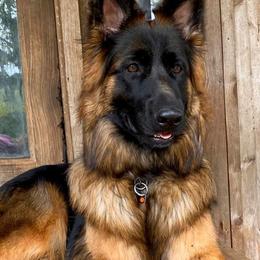 German Shepherd Puppies from Goldkuste German Shepherds