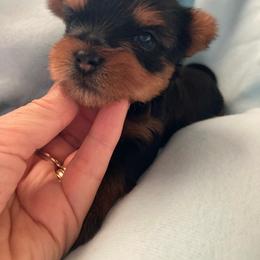 Woody - Blue and gold male Yorkshire Terrier puppy in Brooksville, Florida from York Girl’s Pups