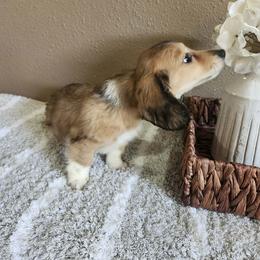Maya - Cream female Dachshund puppy in Visalia, California from DachGraston Dachshunds