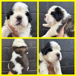 Yellow - Mahogany and white female Saint Bernard puppy in Ladysmith, Wisconsin from Northwoods Saint Bernards