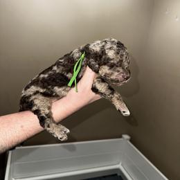 Green collar - Merle male Goldendoodle puppy in Sanderson, Florida from Serenity Goldendoodles