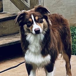 Georgia - Australian Shepherd