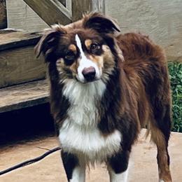 Georgia - Australian Shepherd