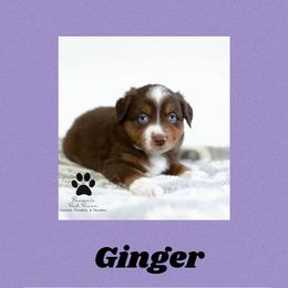 Miniature Australian Shepherd and Toy Australian Shepherd All Grown Up from BK Rustic Aussies