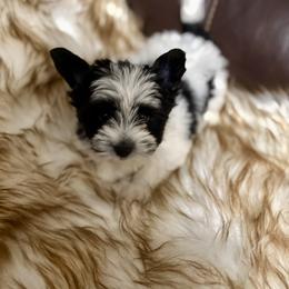 Yorkshire Terrier Puppies from XOXO YORKIES