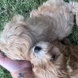 Maltipoo puppies from Christy's Maltipoos