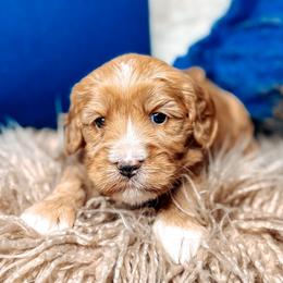 Williams - Caramel male Australian Labradoodle puppy in Decatur, Alabama from Southern Meadows Doodles