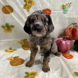 Misty - Merle female Cockapoo puppy in Salem, Oregon from Capital Doodles