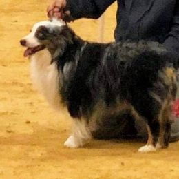 Cry - Toy Australian Shepherd