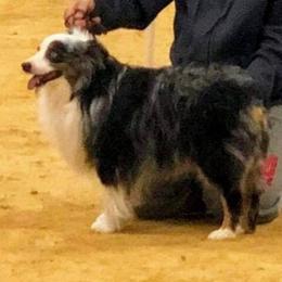 Cry - Toy Australian Shepherd